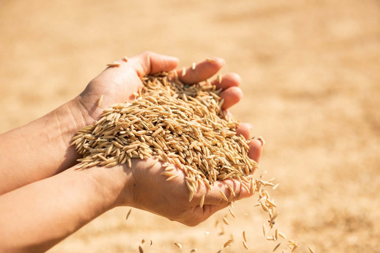 Farmer working in a paddy field